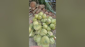 Vua Dừa Miền Tây// dừa trái sai khủng