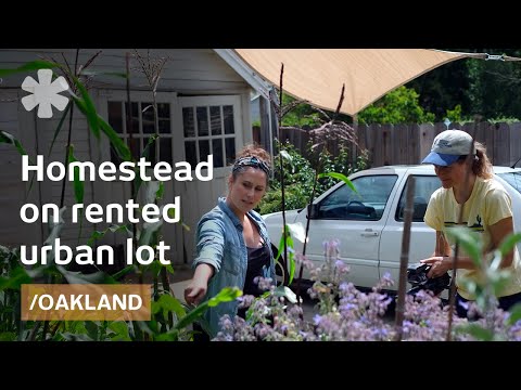 Urban self-reliance: homestead in Oakland's small rented lot