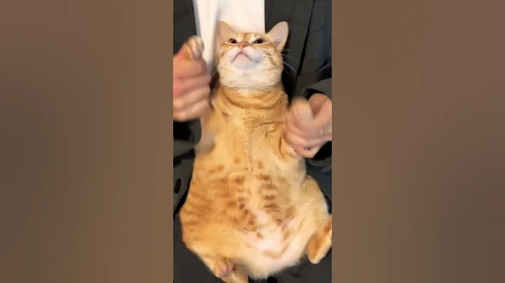 Video 7699241: pets cute animals funny, pet entertainment, funny cat