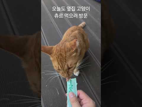 오늘도 옆집 고양이 츄르 먹으러 방문 #냥냥이 #츄르냥이