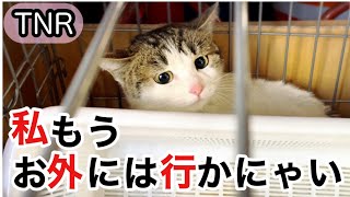 この子はウチの子! リリース失敗の威嚇猫を飼う覚悟