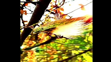 ❤️ فَسُبْحَانَ اللَّهِ حِينَ تُمْسُونَ وَحِينَ تُصْبِحُونَ ...﴾ – [ الروم:17-18 ]🌹القارئ عمر محجوب ﴿