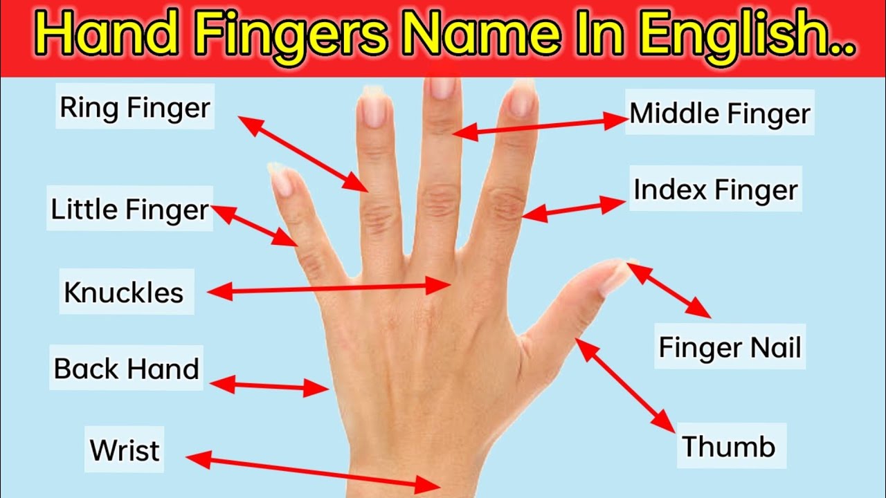 Finger Name In English With Spelling Parts Of The Hand Name For Kids Finger Name In English With Spelling Parts Of The Hand Name For Kids