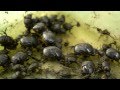 Dung Beetles - Underground army, enriching soils (7min)