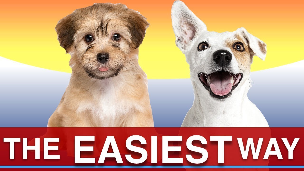 The Easiest Way To Keep Your Dog Clean Youtube - taki taki roblox id dogs breeds and everything about our best