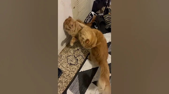 Watch the video about Maine coon melee #mainecoon #cat #catbreed #kitten #cats #catlover #catvideos #catshorts