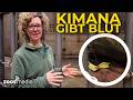 Elefanten-Jungtier KIMANA im Zoo Wuppertal: Blutabnahme im Protected Contact | zoos.media