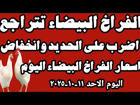 اسعار الفراخ البيضاء سعر الفراخ البيضاء اليوم الاحد ١١ ١٠ ٢٠٢٥ جمله وقطاعي في المحلات في مصر