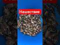 Нашествие майских жуков в Беларуси #новости #беларусь