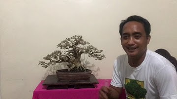 Basic Bonsai Lessons: What to avoid when training your bonsai (Part I)
