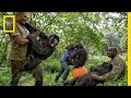 Young Orphaned Gorillas: See Their Adorable Bond With Park Rangers | National Geographic