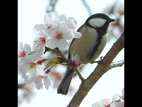 桜を落として捕食する小鳥シジュウカラ🌸🐛🐤