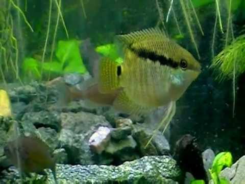 #Aquarium. Цихлазома Мезонаута.