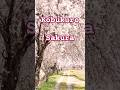 Kobukuro/Sakura #コブクロ#桜#春#Cover#名曲