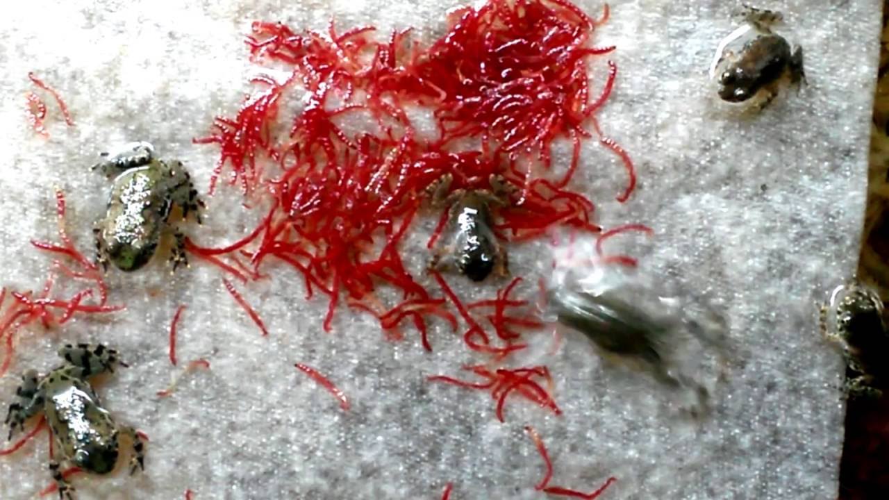 Fire belly froglets eating bloodworms. YouTube