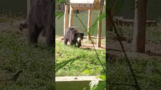 Wild Bear, Mysore Zoo.