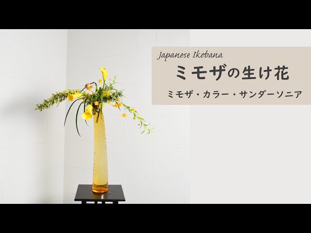 ミモザの生け花】 初心者でもコツが分かればとっても簡単！ 生け方の