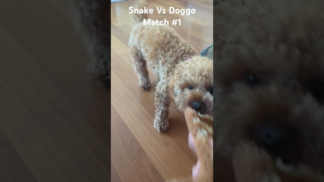 Doggo vs snake match 1 