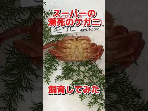 スーパーで購入した瀕死の毛ガニを飼育してみた！！