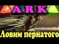 Ловим Аргентависа - ARK: Survival Evolved (Величайшая птица)