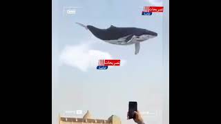 حوت يسبح في سماء الإمارات.. الملياردير خلف الحبتور يروج لمشروعه الجديد بإعلان خيالي