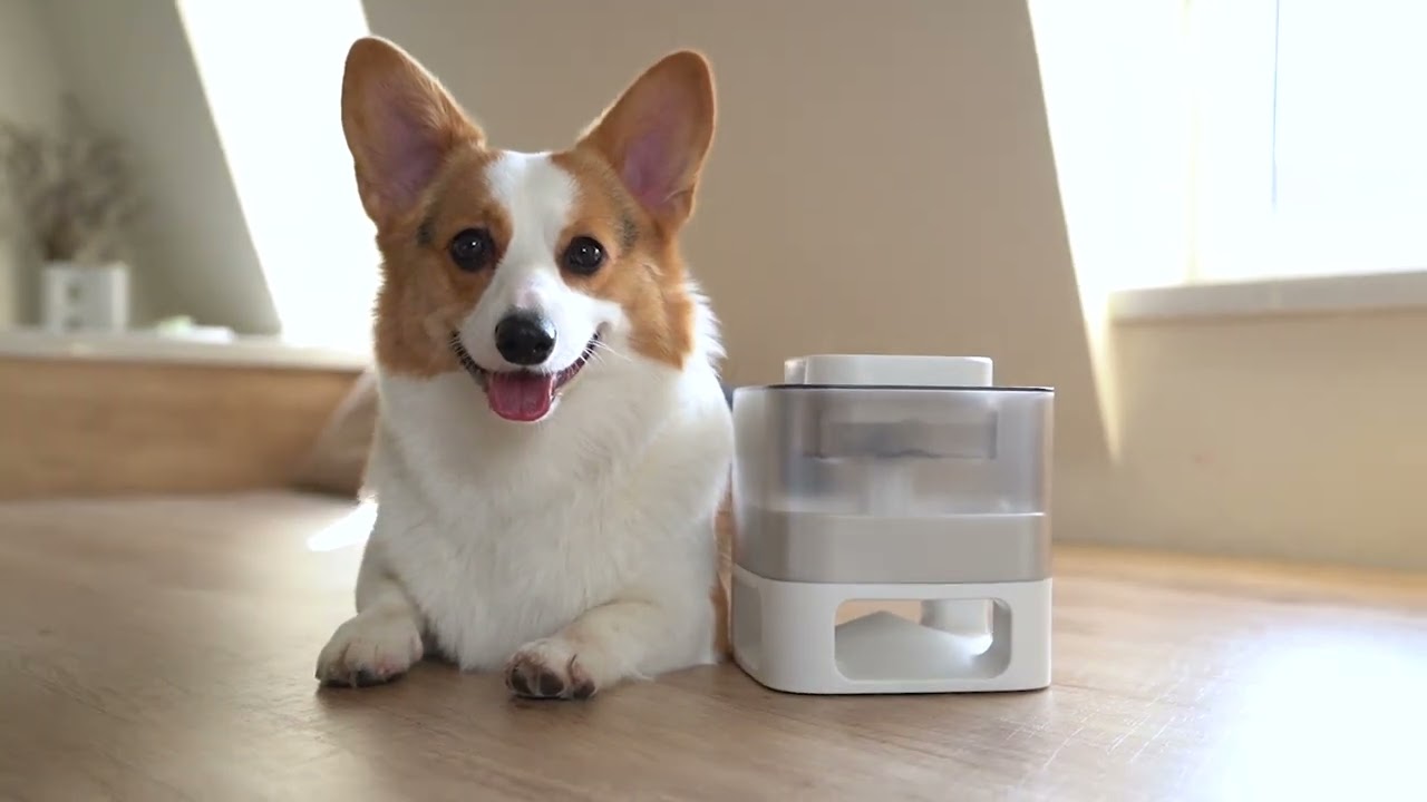 Pet Interactive Fun Feeder