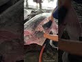 What are those bubbles inside a marlin #MarlinFish
