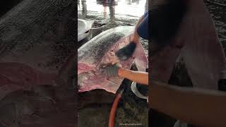 What are those bubbles inside a marlin #MarlinFish