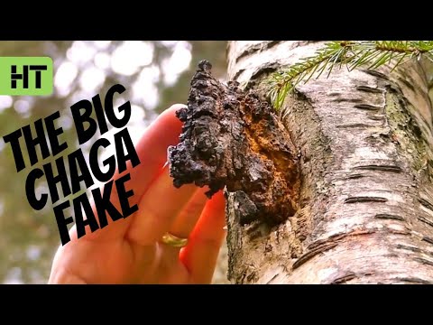 Video: Chaga Hjælper Med At Bekæmpe Plantesygdomme