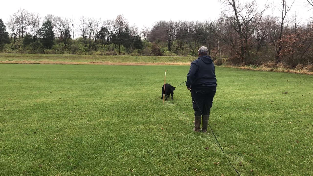 Avi von der Heuschrecke IGP 1 Tracking (86 points)