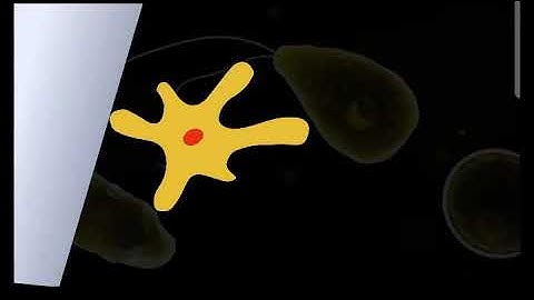 Explaination of binary fission in amoeba by animation