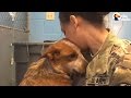 Dog Who Got Lost And Ended Up In Shelter Reunites With Family | The Dodo