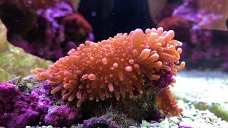 Red Sea Reefer 250 | LPS & Soft Corals Thriving | Routine Maintenance | New Equipment?!?!?! screenshot 5