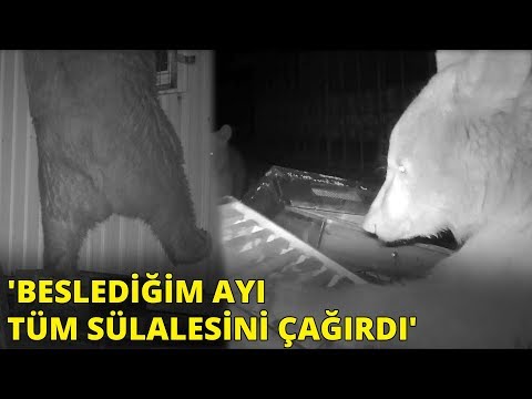 'Beslediğim ayı tüm sülalesini çağırdı'... Tesise dadanan ayılar kamerada