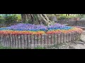 Vibrant Blooms and Beyond: Creating Your Colorful Garden Paradise!