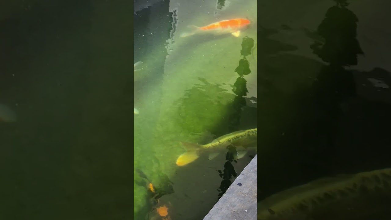 I love these fish ! Coy carp at T. Terrest Residence.