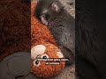 Punch is a baby monkey born at Ichikawa City Zoo
