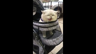 Funny British Cat Meows