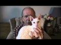 Rexclusive's Billy Idle a Cornish Rex cat の動画、YouTube動画。