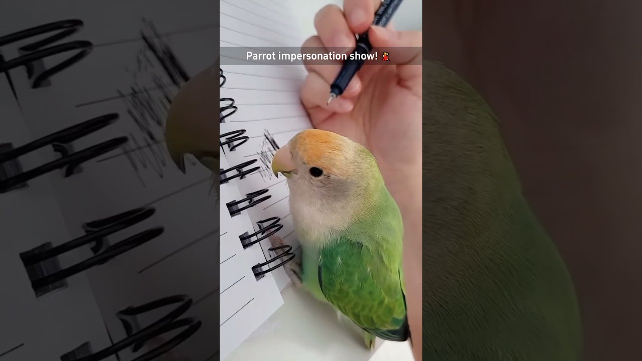 Parrot Impersonation Show Funnyshorts Funny Funnyanimals Pets Fyp Foryou Cute