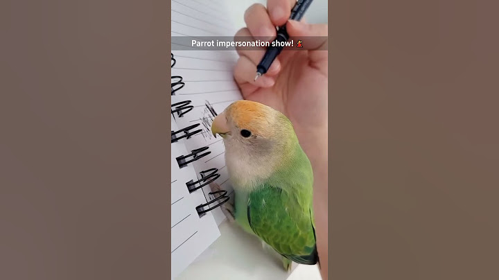 Parrot impersonation show 🤣🤣 #funnyshorts #funny #funnyanimals #pets #fyp #foryou #cute #parrot