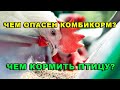 ПРАВДА О КОМБИКОРМЕ! Какой корм полезнее и продуктивнее.