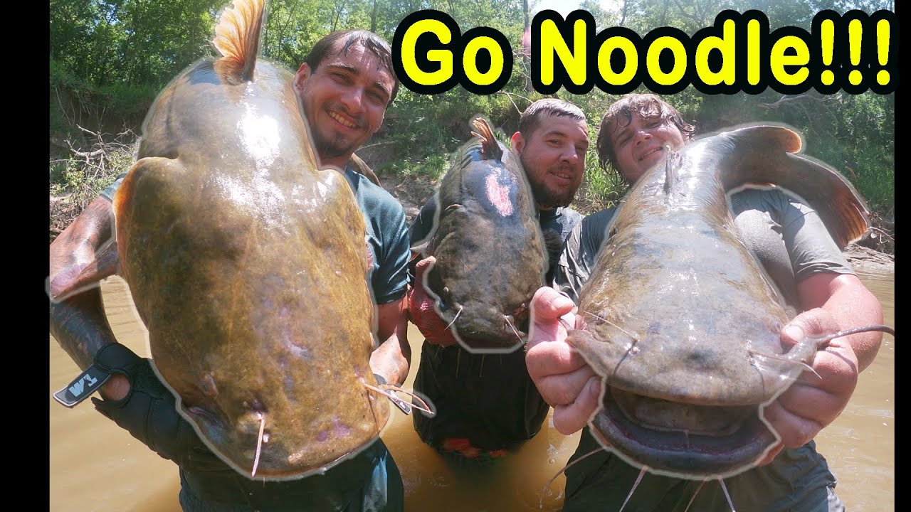 Noodling Catfish in Oklahoma with Adrenaline Rush Adventures!!! 