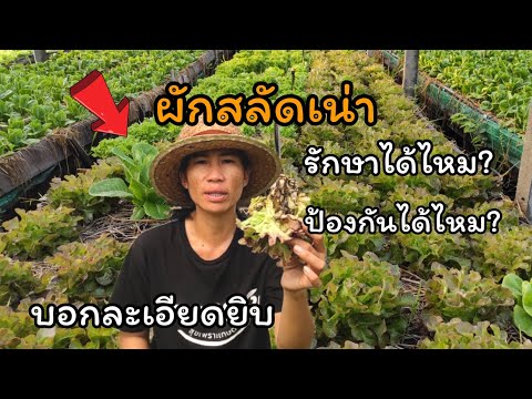 วีดีโอ: รู้จักการเน่าอ่อนในพืชโคล - วิธีควบคุมการเน่านุ่มของผักโคล