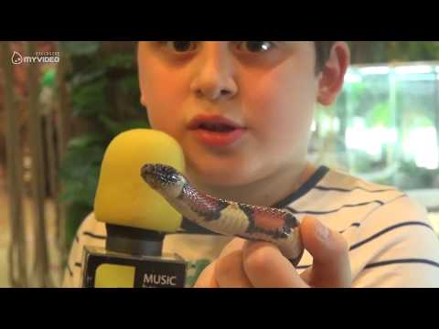 Top Kids - ფაუნალენდი - რძის გველი