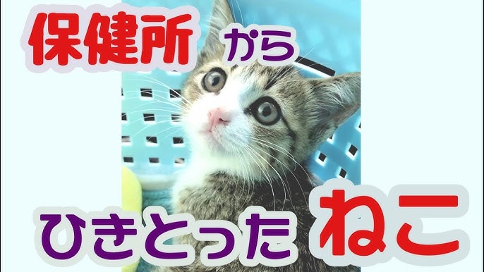 ごはんが欲しくてたまらない猫 おしゃべり猫の はやくちょうだい が止まらないっ Vol 48 Youtube ごはんが欲しくてたまらない猫 おしゃべり猫の はやくちょうだい が止まらないっ Vol 48 Youtube