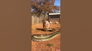 Brave mother pig bites 8 meter long python to death to protect chicken farm