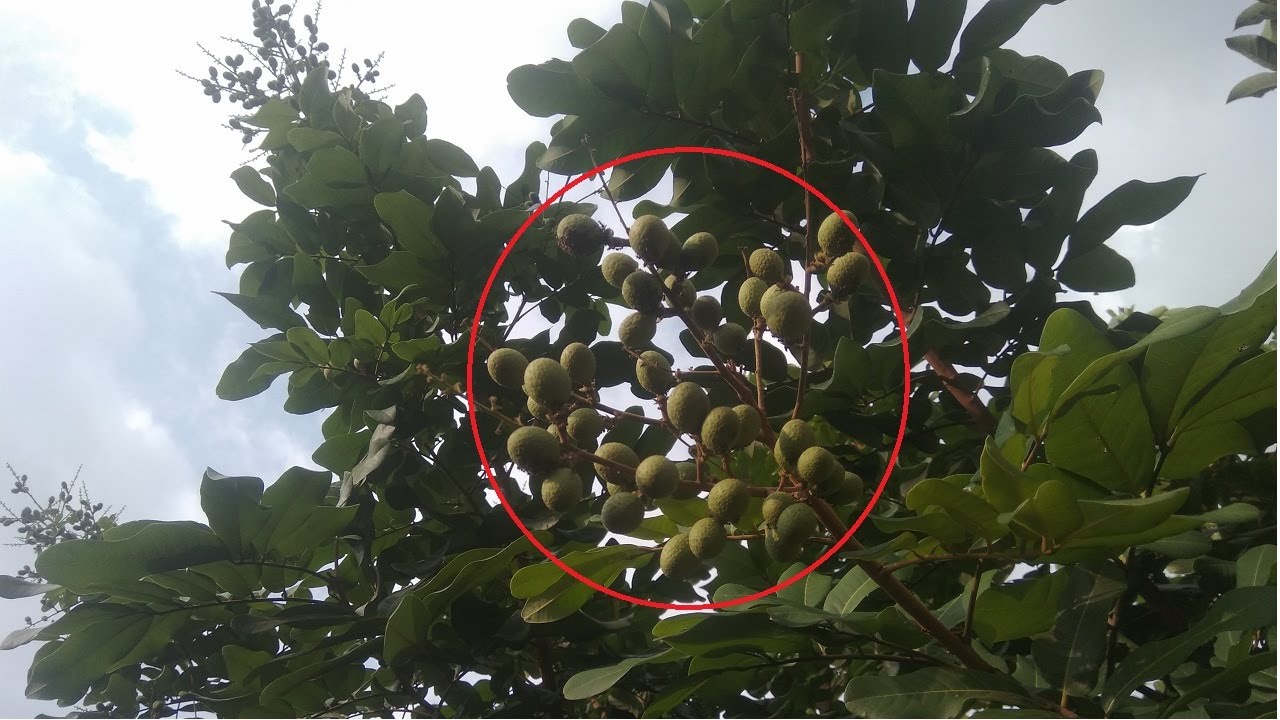CARA MENCEGAH RONTOK DAN PECAH BUAH TABULAMPOT LENGKENG PUANGRAY
