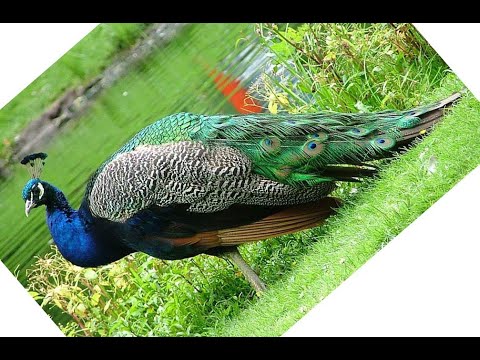 on the run tour on peacock