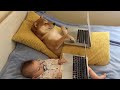 Adorable dog and baby duo watch movie together